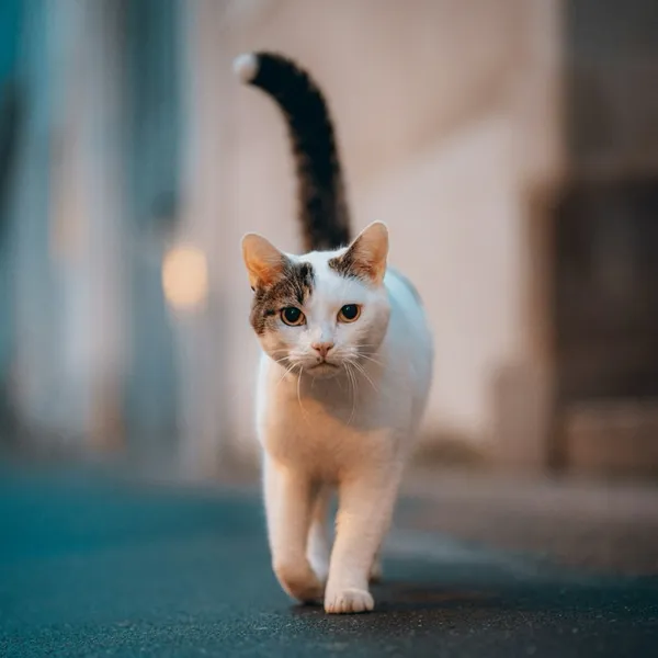 кошка
