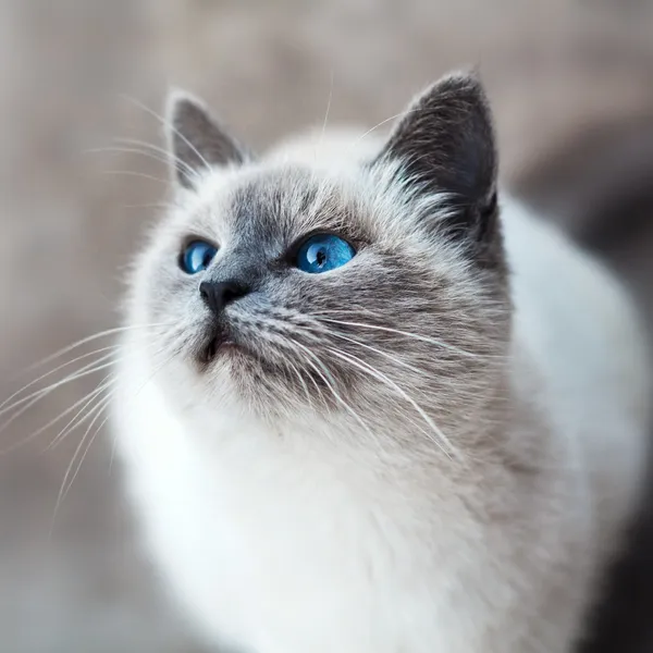 кот