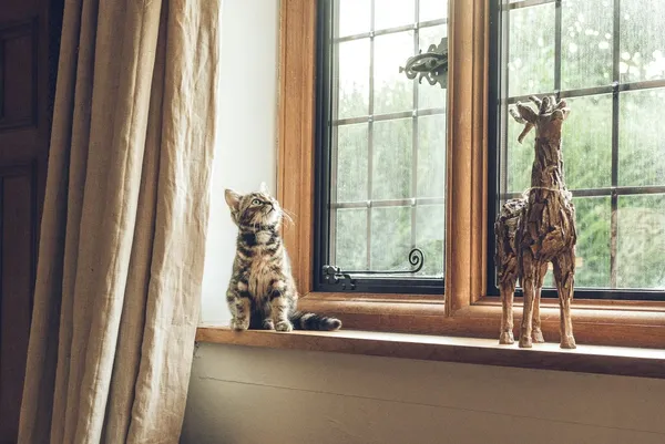кот на окне